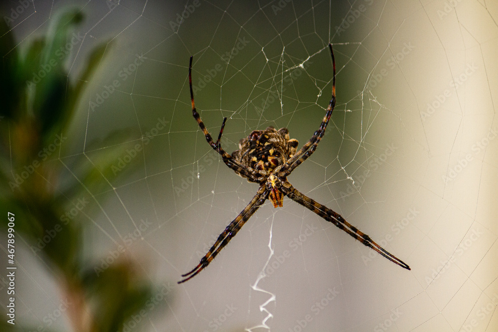 Spider Spider