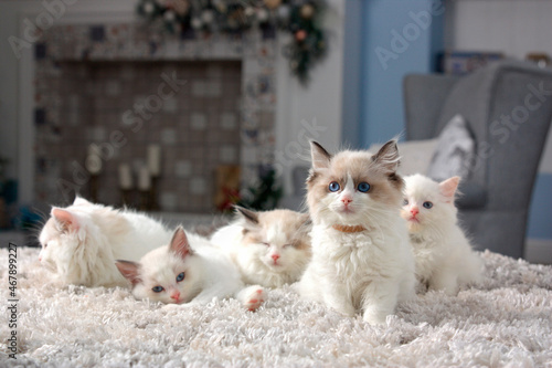 White Ragdoll kittens are sitting on a blanket in a room with a fireplace in the background