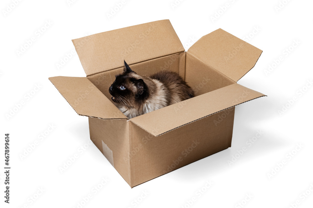 Portrait of beautiful cute Siamese cat sitting in carton box isolated on white studio background. Animal life concept