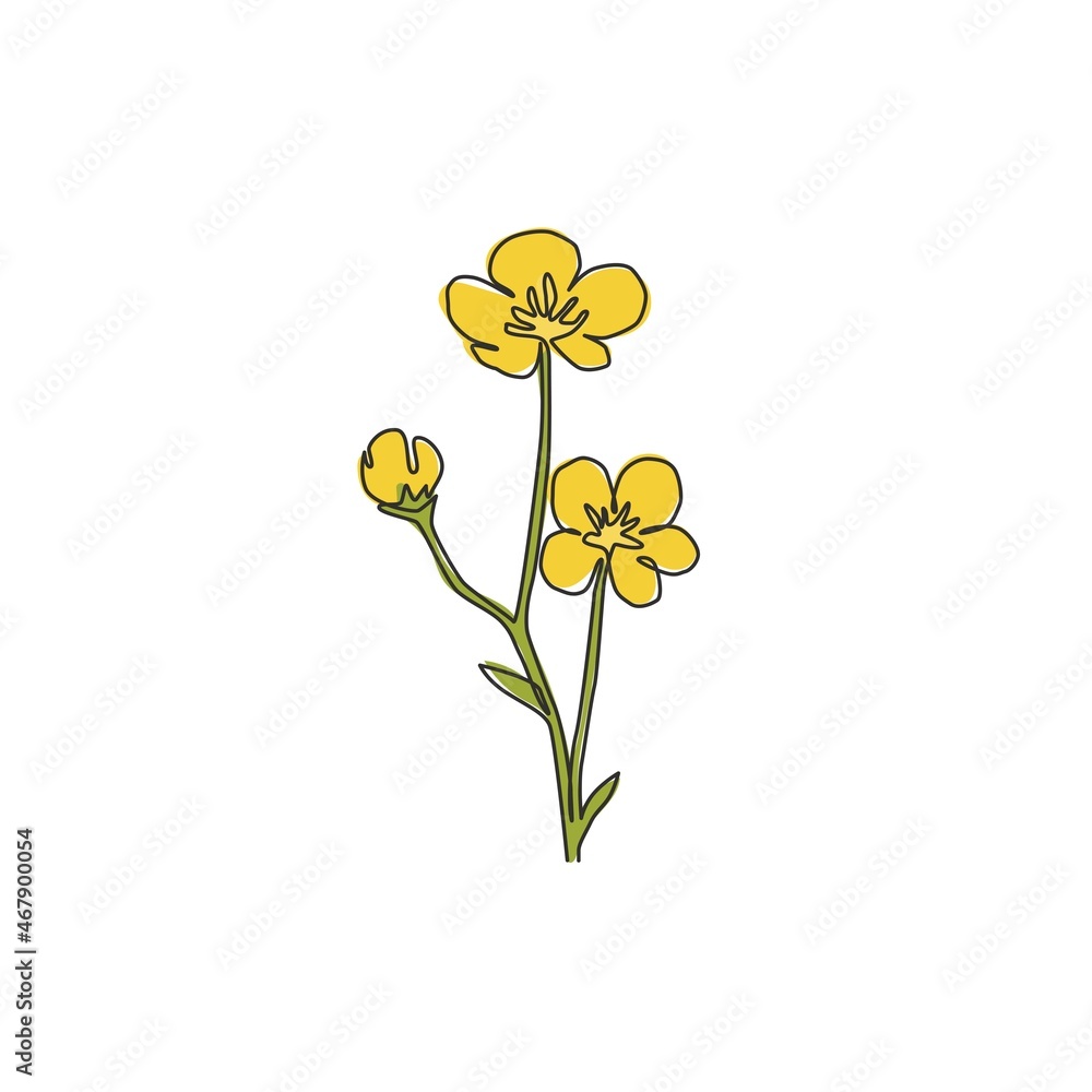 Single one line drawing of beauty fresh ranunculus for garden logo. Printable decorative buttercup flower for home decor wall art poster print. Trendy continuous line draw design vector illustration Single one line drawing of beauty fresh ranunculus for garden logo. Printable decorative buttercup flower for home decor wall art poster print. Trendy continuous line draw design vector illustration