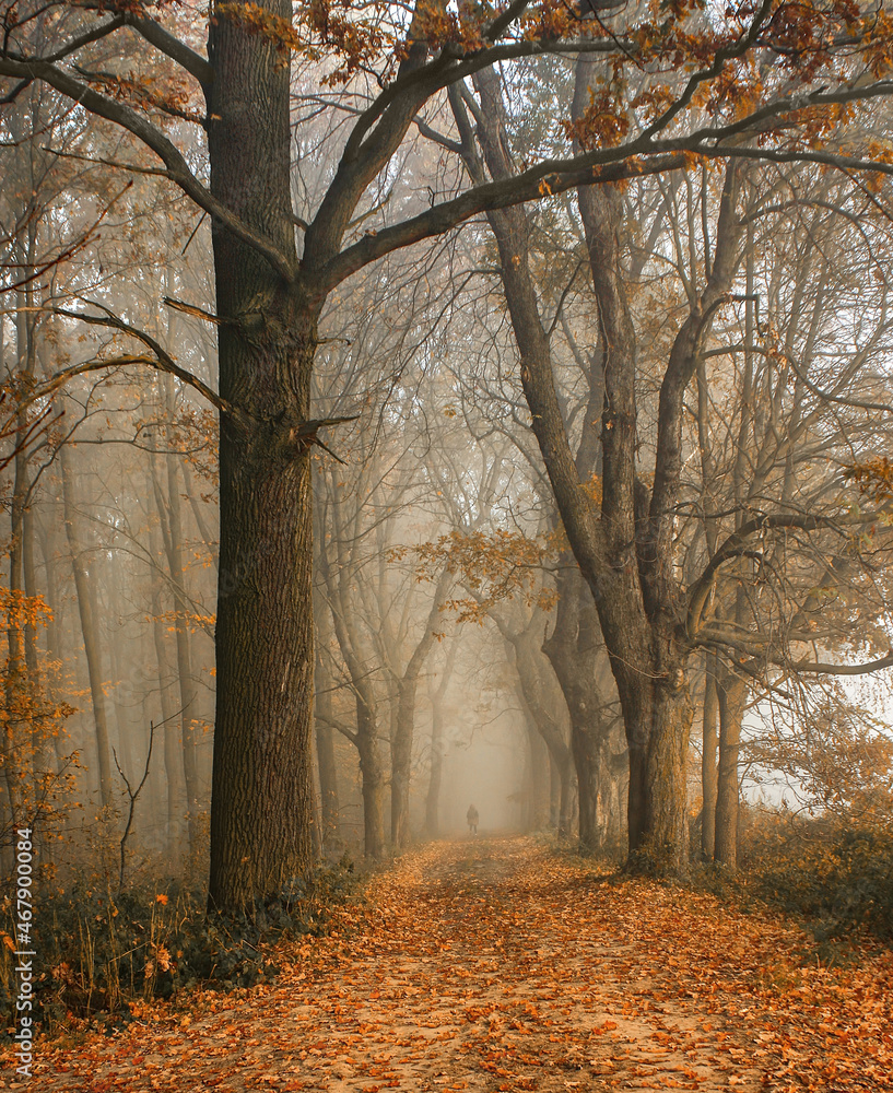 Aleja drzew krajobraz jesienny - obrazy, fototapety, plakaty 