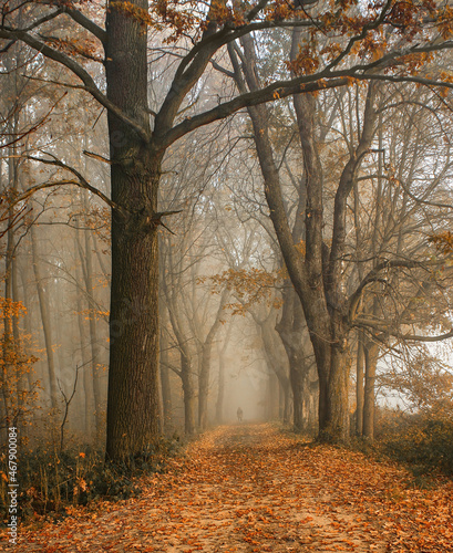 Aleja drzew krajobraz jesienny