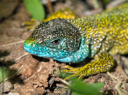 European green lizard in Latin Lacerta viridis