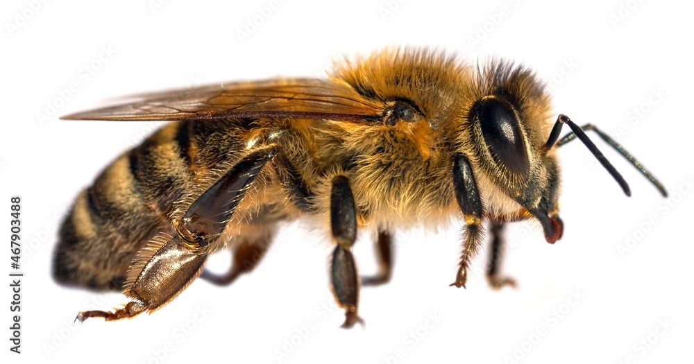 bee or honeybee Apis Mellifera isolated on white bee or honeybee Apis Mellifera isolated on white