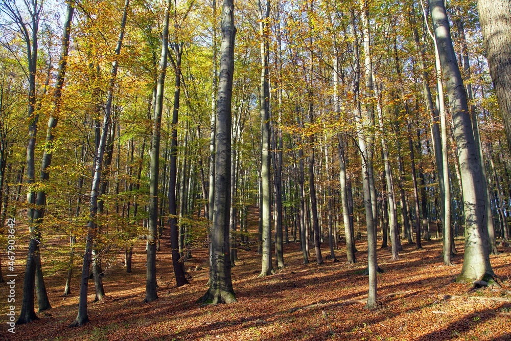 Autumn forest, deciduous beech trees woodland, Chriby Autumn forest, deciduous beech trees woodland, Chriby