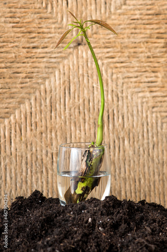 Growing mango plant with natural background.