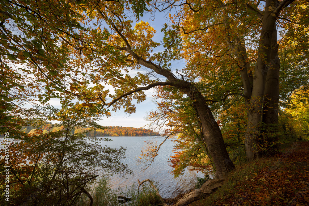 View at the Lake Kellersee with trees and bushes in foreground in autumn, Holsteinische Schweiz, Schleswig-Holstein, Northern Germany View at the Lake Kellersee with trees and bushes in foreground in autumn, Holsteinische Schweiz, Schleswig-Holstein, Northern Germany
