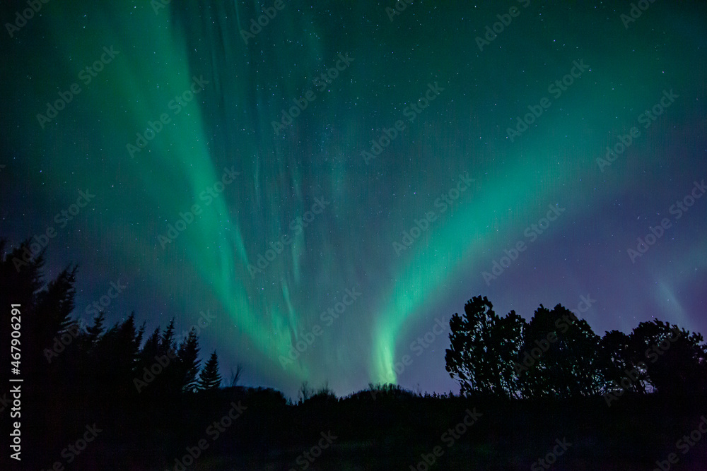 Northern lights seen near Reykjavik, Iceland with silhouette of trees in foreground