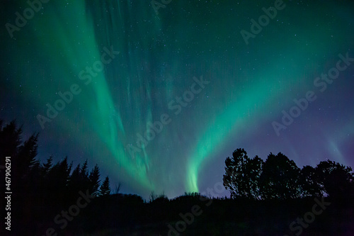 Northern lights seen near Reykjavik, Iceland with silhouette of trees in foreground