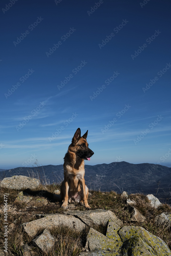 Tourist dog sits and rests on top of mountain after hard climb up. Outdoor activities in nature reserve and national Park. German Shepherd traveler in mountains. Tourist dog sits and rests on top of mountain after hard climb up. Outdoor activities in nature reserve and national Park. German Shepherd traveler in mountains.
