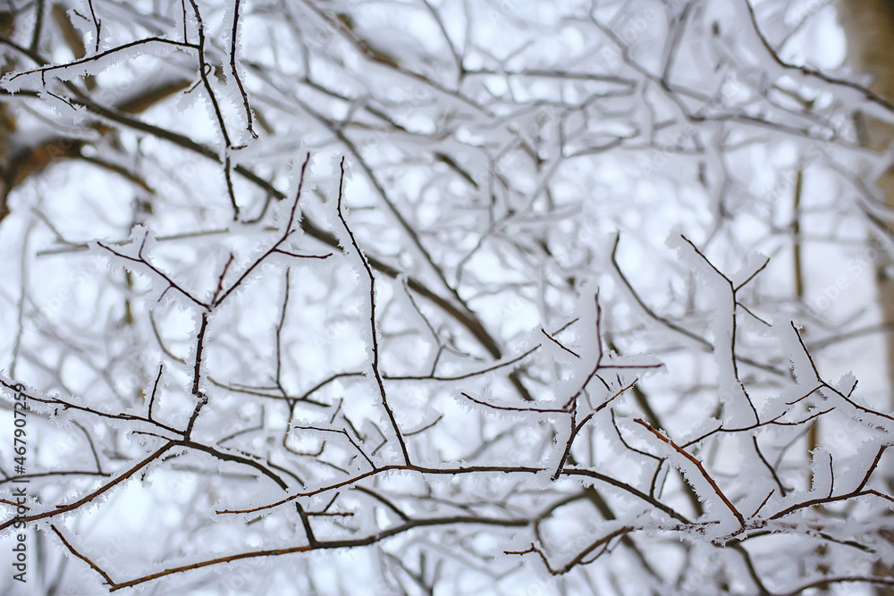 branches covered with frost background abstract winter december view branches covered with frost background abstract winter december view