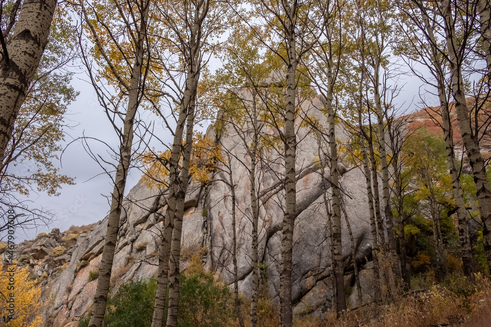 Autumn forest with rock on background. Fall nature tree background. Beautiful forest. Dzungarian Alatau in Kazakhstan. Tourism, travel concept. Autumn forest with rock on background. Fall nature tree background. Beautiful forest. Dzungarian Alatau in Kazakhstan. Tourism, travel concept.