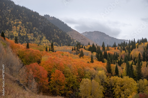 Beautiful golden autumn in mountains landscape. Autumn forest background. Colorful red  orange  green forest in mountains.