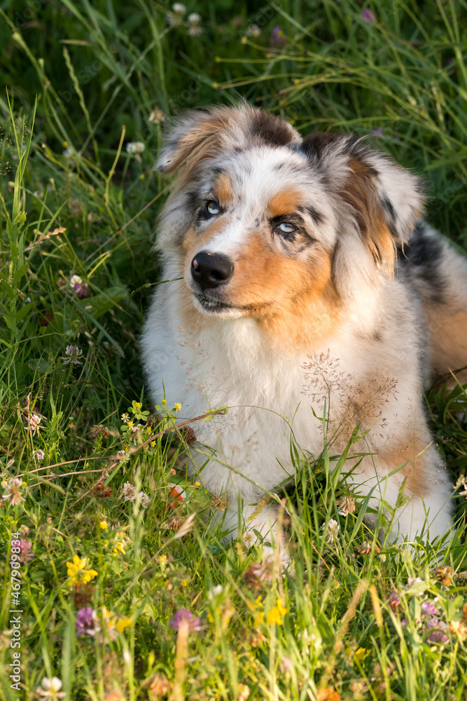 blue merle Australian shepherd puppy dog runs and jump on the meadow of the Praglia in Liguria in Italy blue merle Australian shepherd puppy dog runs and jump on the meadow of the Praglia in Liguria in Italy
