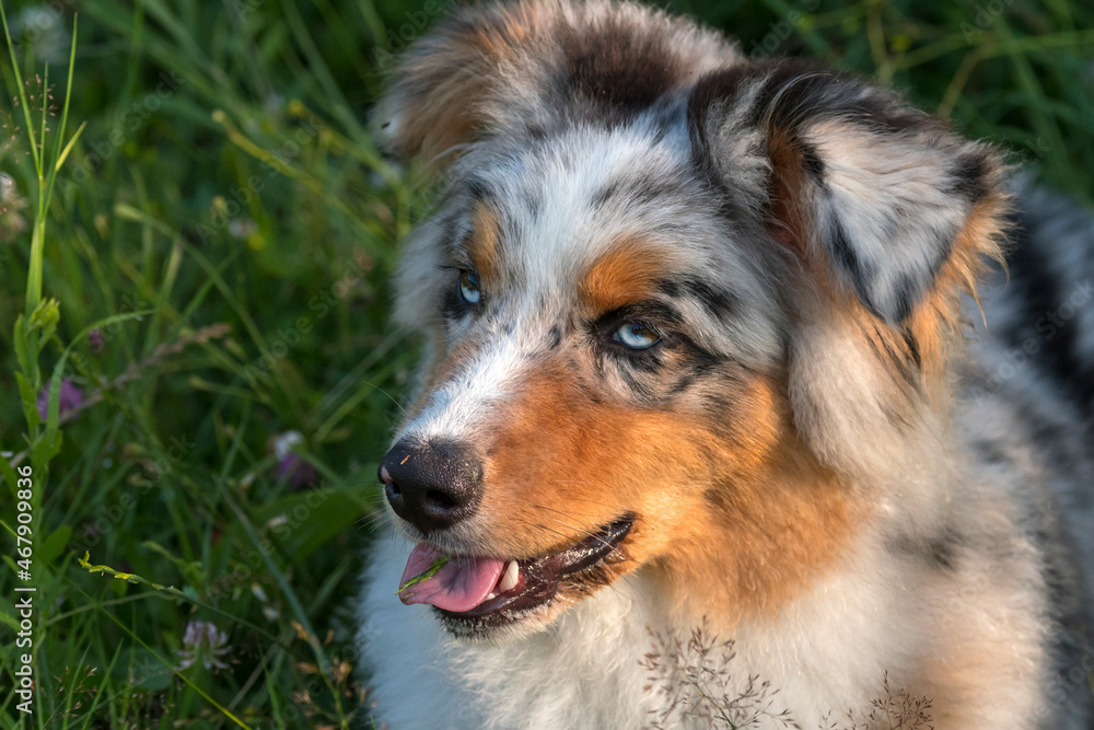 blue merle Australian shepherd puppy dog runs and jump on the meadow of the Praglia in Liguria in Italy blue merle Australian shepherd puppy dog runs and jump on the meadow of the Praglia in Liguria in Italy