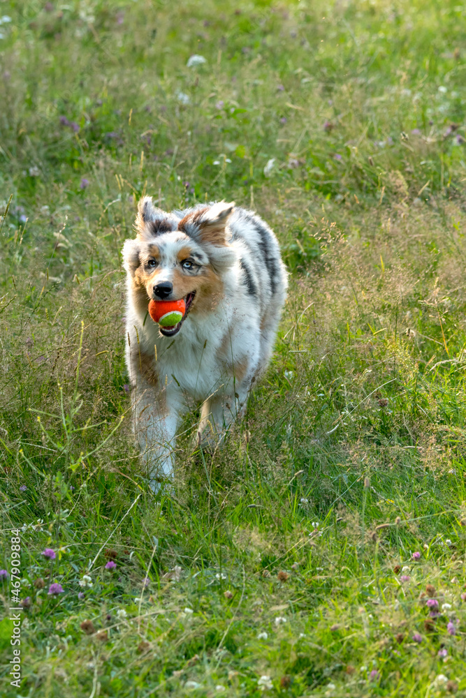 blue merle Australian shepherd puppy dog runs and jump on the meadow of the Praglia in Liguria in Italy blue merle Australian shepherd puppy dog runs and jump on the meadow of the Praglia in Liguria in Italy