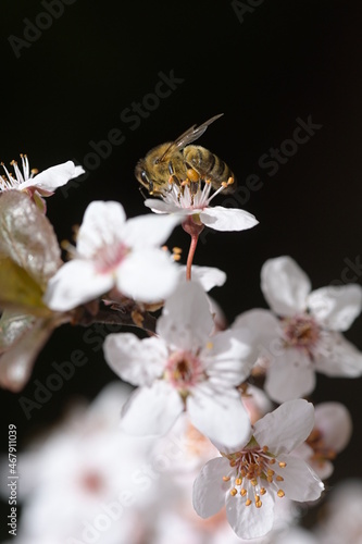 Bee Apis mellifera carnica, collecting pollen and nectar on plum tree blossom photo