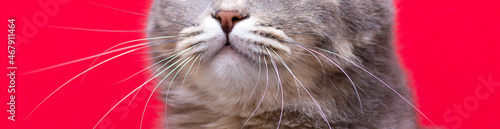 nose of a grey scottish fold male cat on red background banner photo