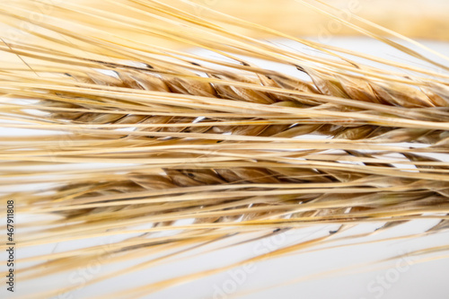 Gold dry wheat straws spikes close-up on glass background with reflection. Agriculture cereals crops seeds spikelets, summer harvest time