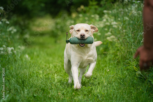 Beautiful Labrador Retriever carrying a training dummy in its mouth. © Aleksandr