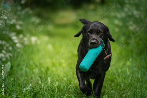 Beautiful Labrador Retriever carrying a training dummy in its mouth.