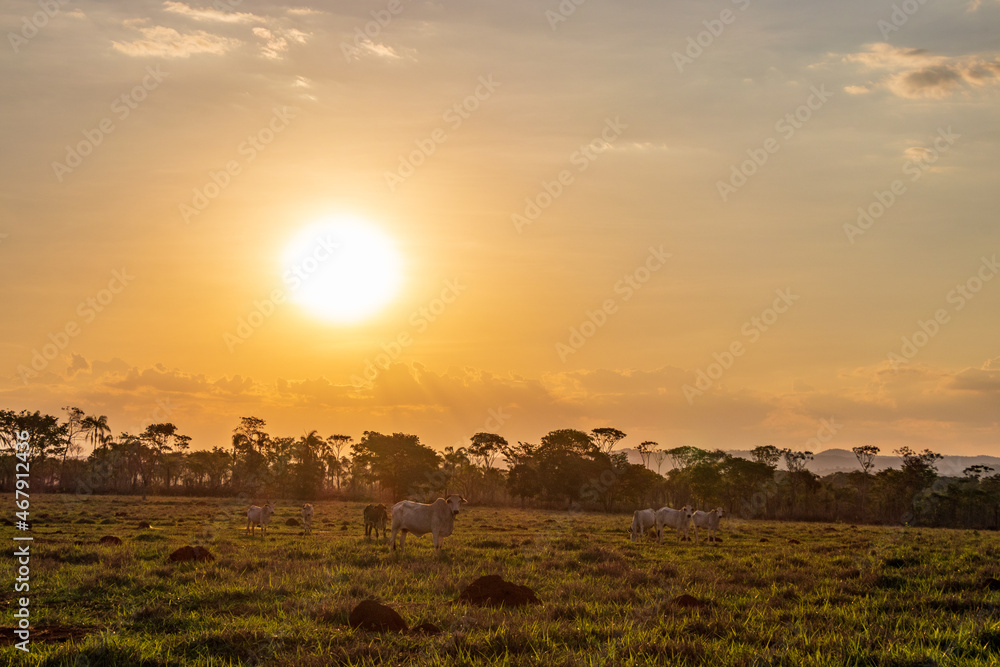 Pôr do sol no cerrado com gado no pasto em Minas Gerais.