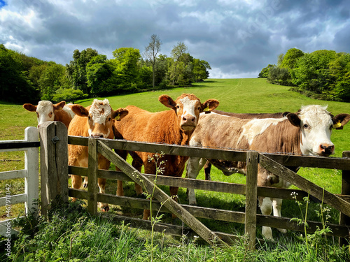 Curious cattle behind a fence