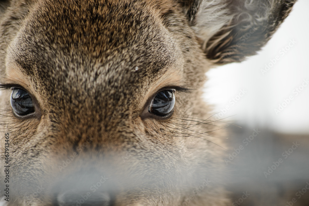 Western roe deer super close up in winter, Germany, Europe