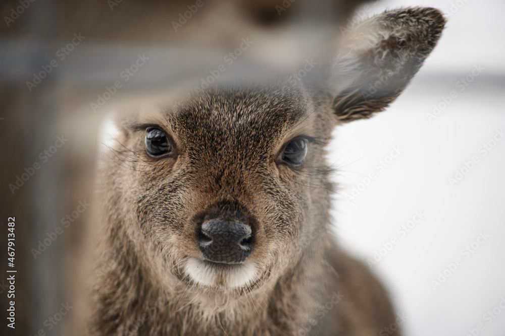 Western roe deer close up in winter, Germany, Europe