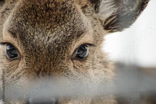 Western roe deer super close up in winter, Germany, Europe © Josh