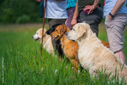 People standing in line with their retrievers waiting for beginning of competition