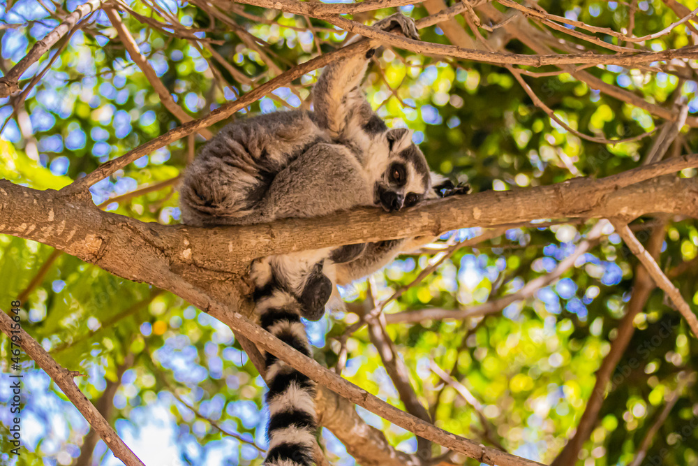Obraz premium ring tailed lemur on tree