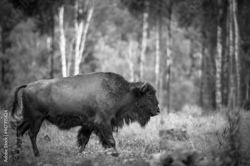 Wallpaper Mural Adult bison grazing in the reserve Torontodigital.ca