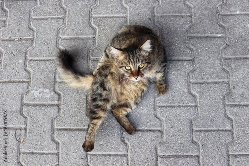 Cat looking into the lens.