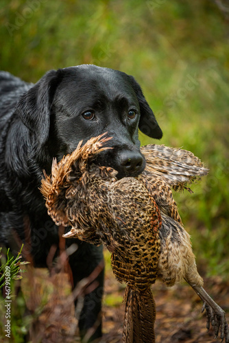 Beautiful Labrador Retriever carrying a shot down game or bird in its mouth.