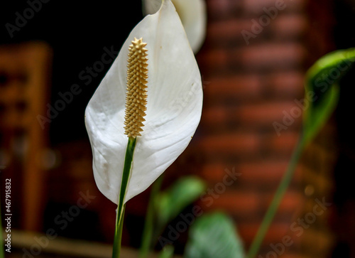 A Close up picture of a Peace Lily flower white in color usually cultivated as an Ornamental plant in India.
 photo