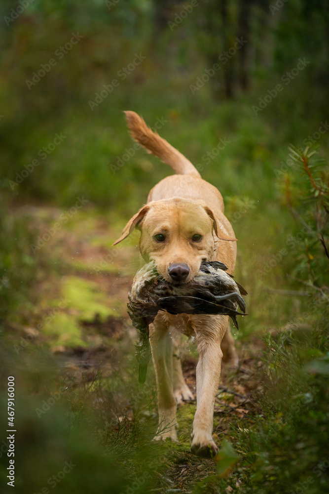 Beautiful Labrador Retriever carrying a shot down game or bird in its mouth. Beautiful Labrador Retriever carrying a shot down game or bird in its mouth.