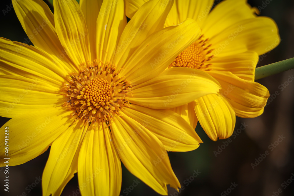 A Close up picture of Helianthus annuus or common Sunflower in bright yellow used as an ingredient in extraction of edible oil industry in India.
A Close up picture of Helianthus annuus or common Sunflower in bright yellow used as an ingredient in extraction of edible oil industry in India.