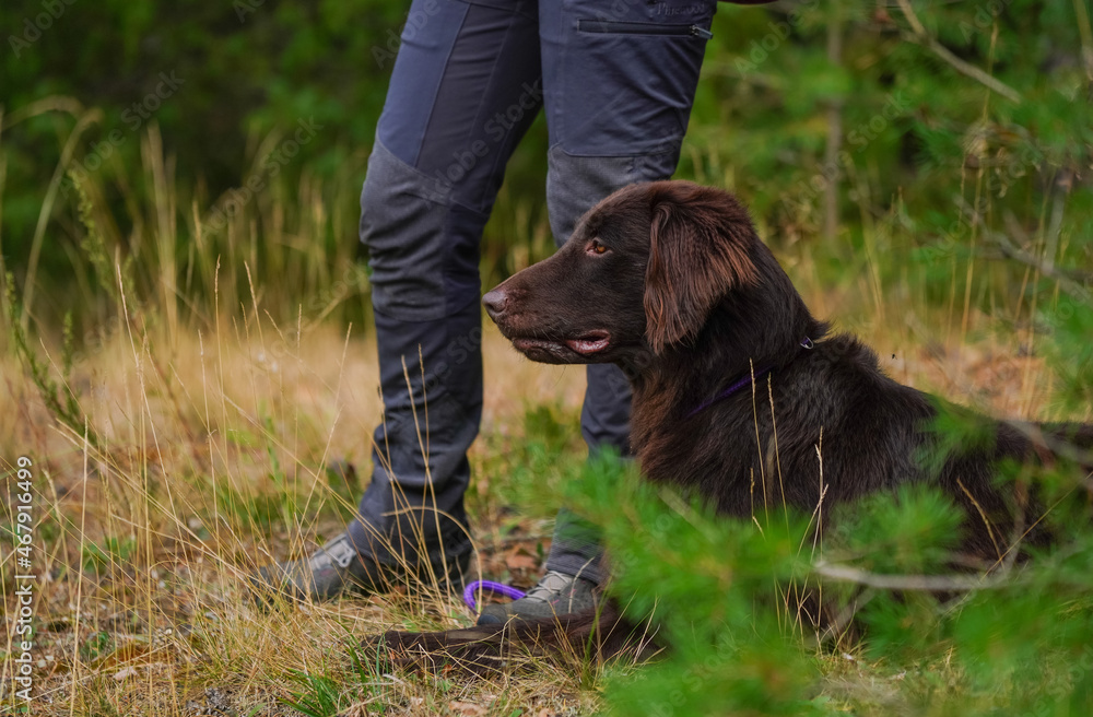 Beautiful chocolate flat-coated retriever outside.