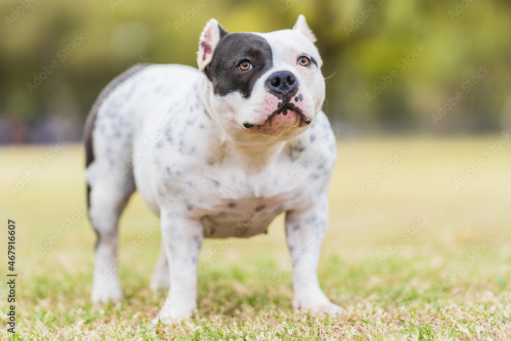 Portrait of a American bully dog standing on a park