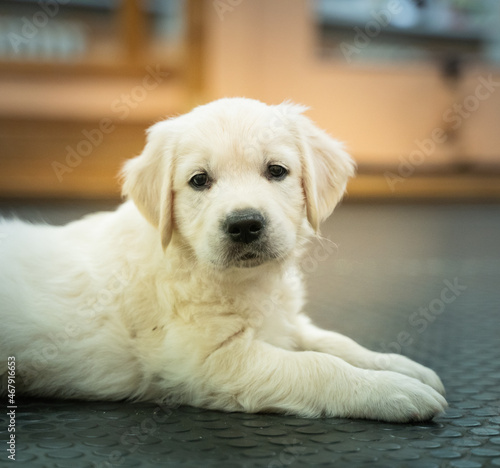 Fototapeta Naklejka Na Ścianę i Meble -  Beautiful golden retriever puppy.