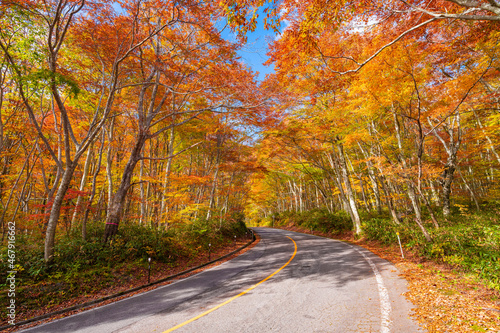 【鳥取県 大山】赤く紅葉した秋の車道 ドライブ 