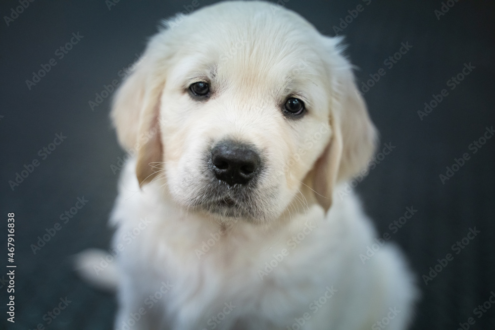 Beautiful golden retriever puppy. Beautiful golden retriever puppy.