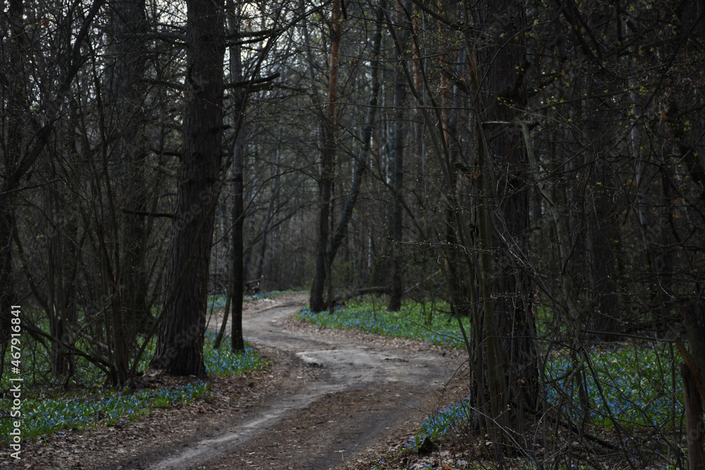 road in the spring forest and the first flowers