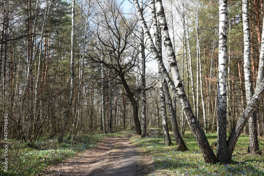 Fototapeta premium road in the spring forest and the first flowers