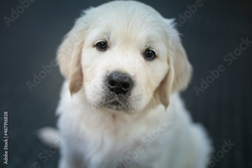 Beautiful golden retriever puppy. © Aleksandr