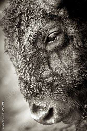 Wallpaper Mural Close-up of a bison head with blurred background Torontodigital.ca