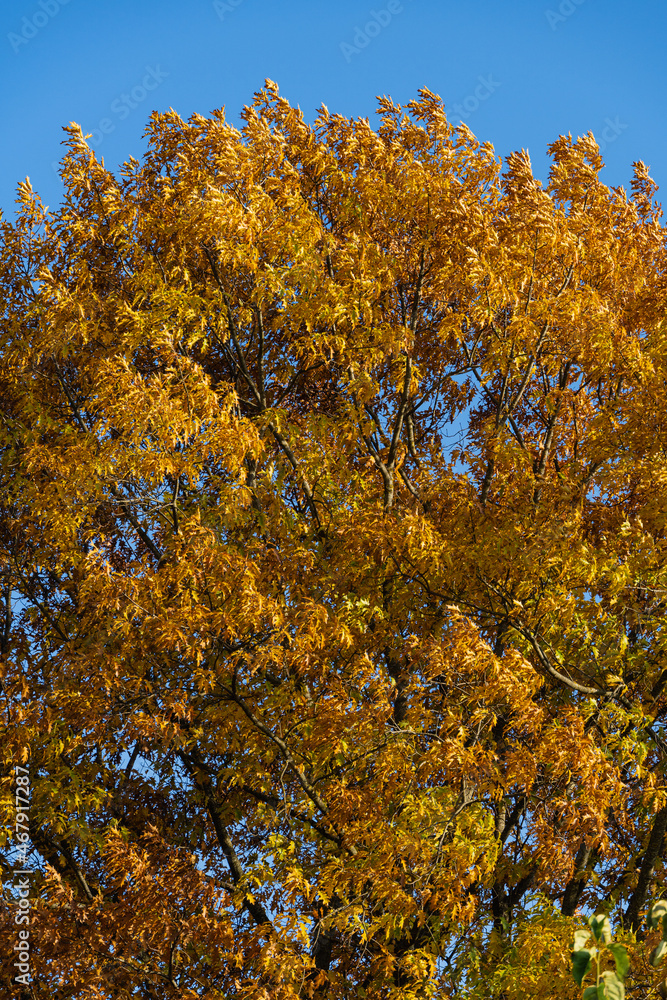 Autumn golden carved red oak tree. Huge crown of oak tree with golden autumn leaves at sunset against blue sky. Selective focus. Close-up. Landscaped garden with large trees. Nature concept for design Autumn golden carved red oak tree. Huge crown of oak tree with golden autumn leaves at sunset against blue sky. Selective focus. Close-up. Landscaped garden with large trees. Nature concept for design