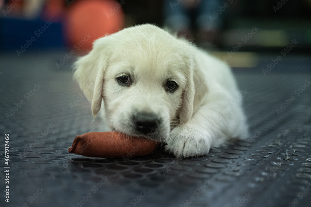 Beautiful golden retriever puppy. Beautiful golden retriever puppy.