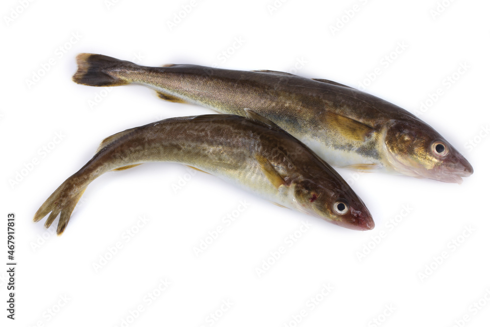 Saffron cod is one of cod varieties Saffron cod is one of cod varieties
